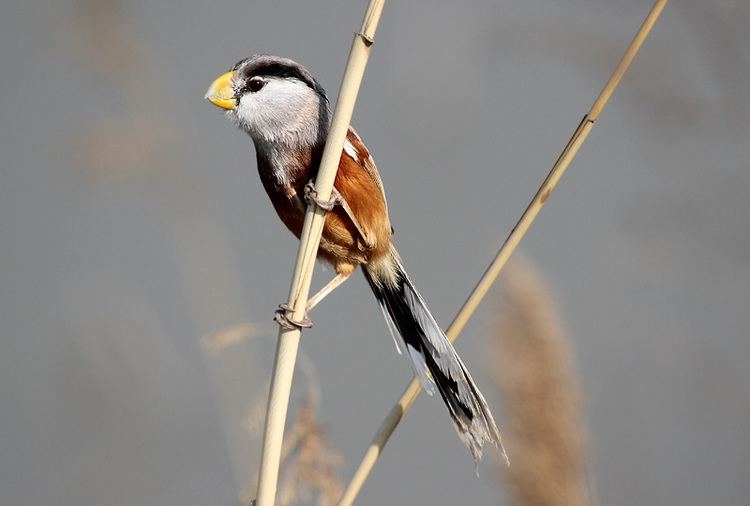 Reed parrotbill Surfbirds Online Photo Gallery Search Results