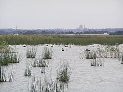 Reedy Lake httpsuploadwikimediaorgwikipediacommonsthu