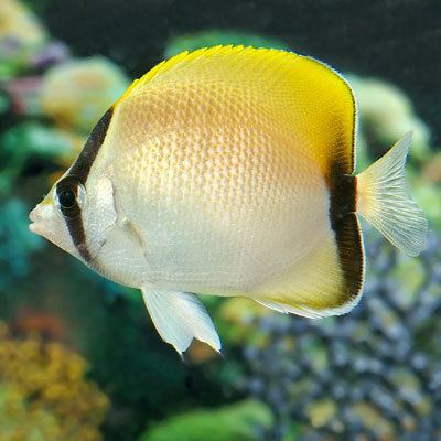 Reef butterflyfish wwwpetsolutionscomimagesProducts105380Ljpg