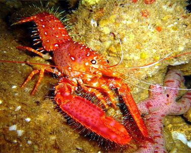 Reef lobster Red Reef Lobster Aquarium Hobbyist Social Networking Community