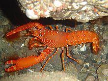 Reef lobster httpsuploadwikimediaorgwikipediacommonsthu