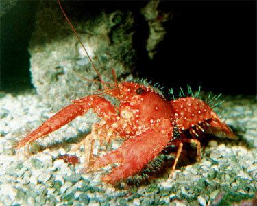 Reef Lobster Enoplometopus crosnieri Crab Taxidermy Oddities Curios 
