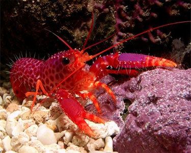 Reef lobster Debelius Reef Lobster Aquarium Hobbyist Social Networking