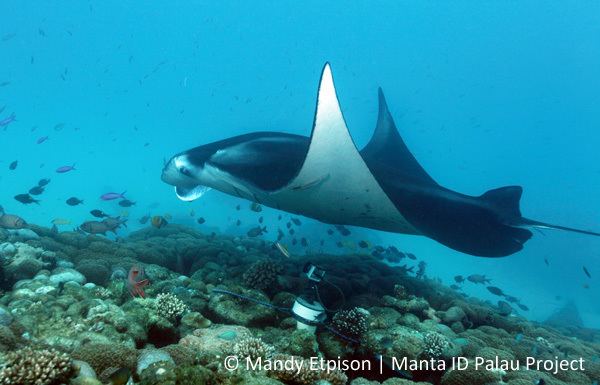 Reef manta ray Palau Manta Trust