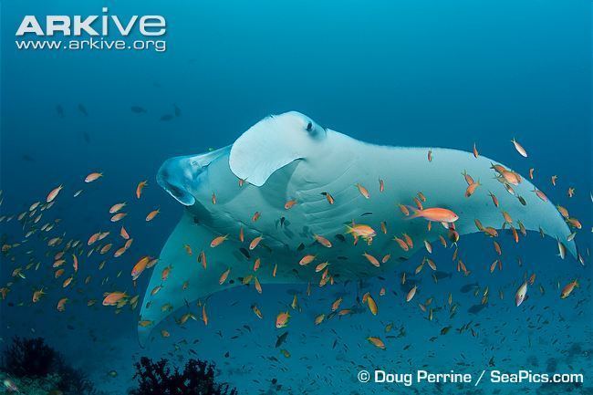 Reef manta ray Reef manta ray videos photos and facts Manta alfredi ARKive