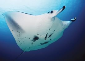 Reef manta ray httpsuploadwikimediaorgwikipediacommonsthu