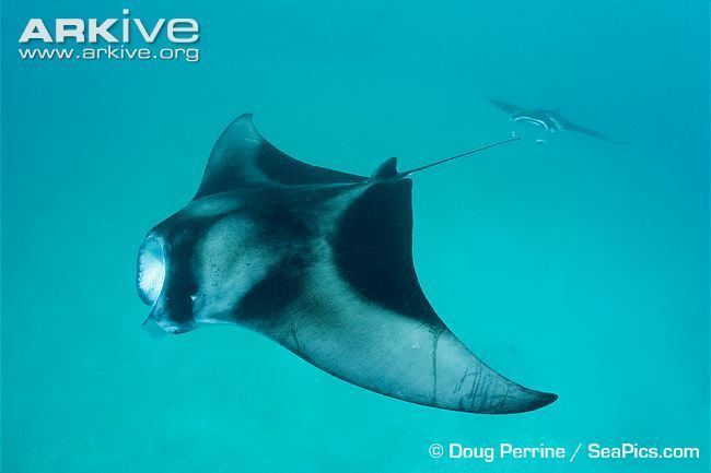 Reef manta ray Reef manta ray photo Manta alfredi G132836 ARKive