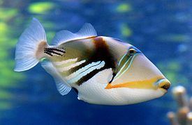 Reef triggerfish Reef triggerfish Wikipedia