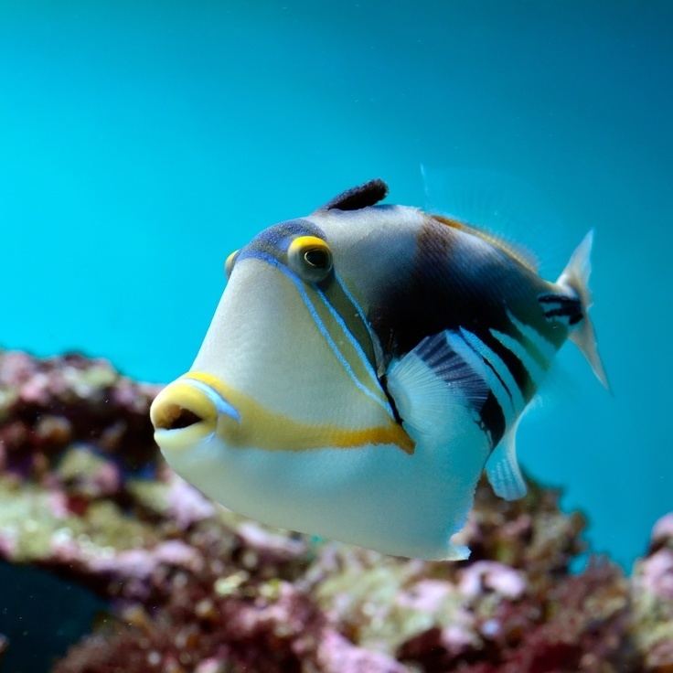 Reef triggerfish httpssmediacacheak0pinimgcom736x2122ba
