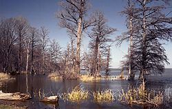 Reelfoot Lake Reelfoot Lake Wikipedia