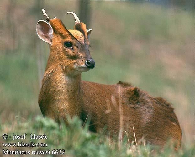 Reeves's muntjac Reeves39s Muntjac Muntiacus reevesi