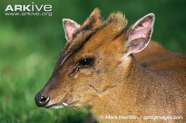 Reeves's muntjac Reeve39s muntjac videos photos and facts Muntiacus reevesi ARKive