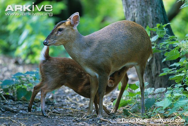 Reeves's muntjac Reeve39s muntjac videos photos and facts Muntiacus reevesi ARKive