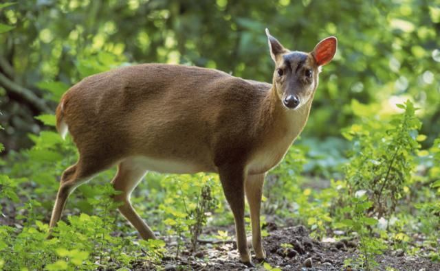 Reeves's muntjac BBC Nature Muntjac deer videos news and facts