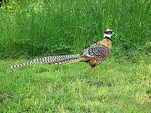 Reeves's pheasant httpsuploadwikimediaorgwikipediacommonsthu