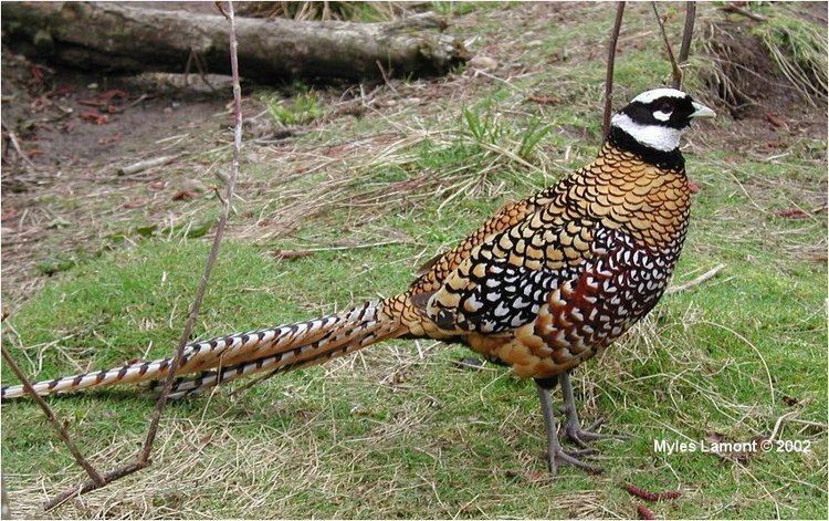 Reeves's pheasant 10 Best images about Pheasants Syrmaticus Longtailed Pheasant on