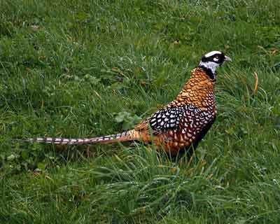 Reeves's pheasant Feed Reeve39s Pheasant The Farm At Walnut Creek in Ohio