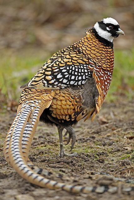 Reeves's pheasant Reeves39s Pheasant Flickr Photo Sharing BirdsSo Much Beauty