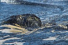 Refugio oil spill httpsuploadwikimediaorgwikipediacommonsthu