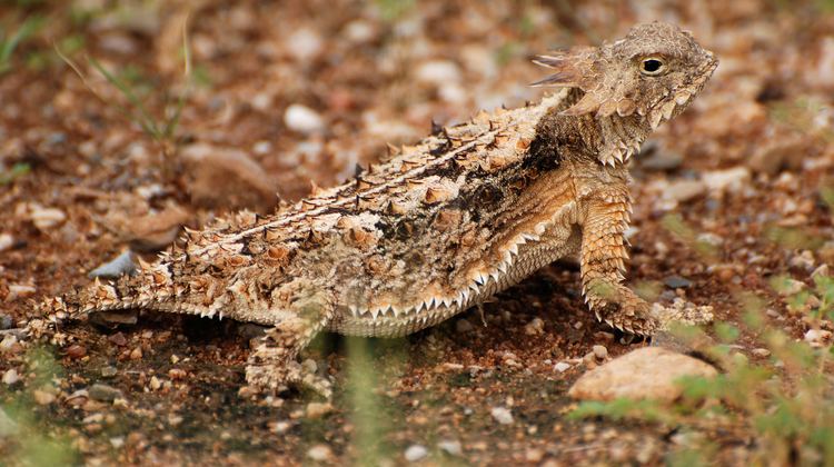 Regal horned lizard Regal Horned Lizard Animal Profile