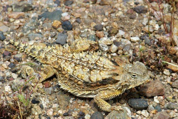 Regal horned lizard Wild Herps Regal Horned Lizard Phrynosoma solare