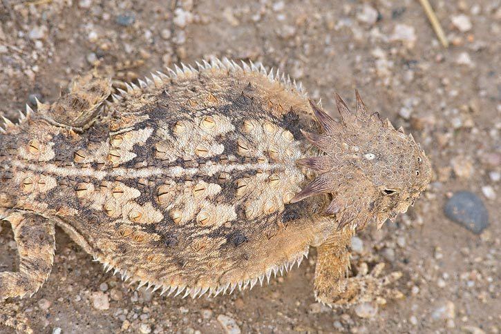 Regal horned lizard Regal Horned Lizard Phrynosoma solare