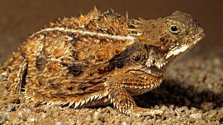 Regal horned lizard Regal Horned Lizard Animal Profile