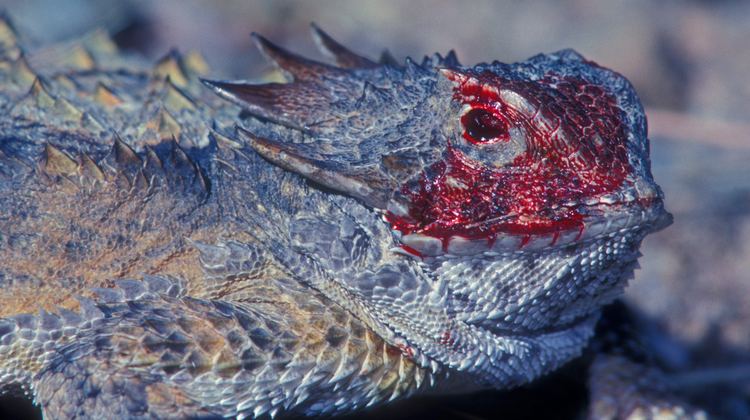 Regal horned lizard kidsnationalgeographiccomcontentdamkidsphoto