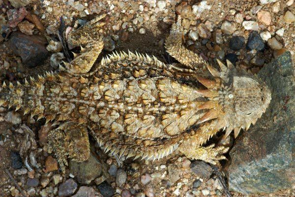 Regal horned lizard Wild Herps Regal Horned Lizard Phrynosoma solare