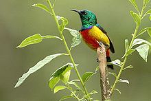 Regal sunbird httpsuploadwikimediaorgwikipediacommonsthu