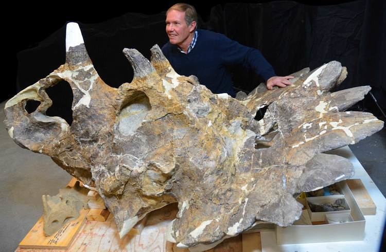 Regaliceratops Regaliceratops peterhewsi New Horned Dinosaur Discovered in Canada