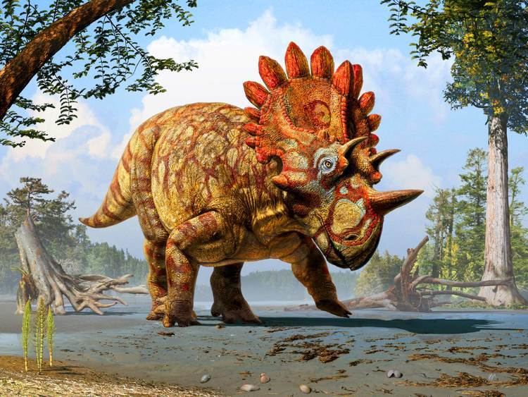 Regaliceratops cdnscinewscomimagesenlargeimage28791eRega