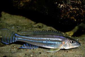 Reganochromis calliurus Reganochromis calliurus