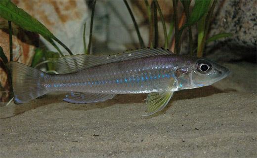 Reganochromis calliurus httpssmediacacheak0pinimgcomoriginalse3