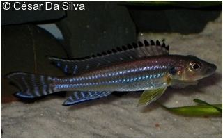 Reganochromis calliurus calliurus