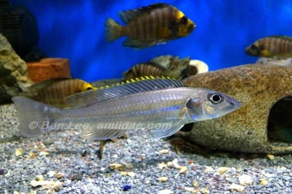 Reganochromis calliurus Reganochromis calliurus The Cichlid Room Companion