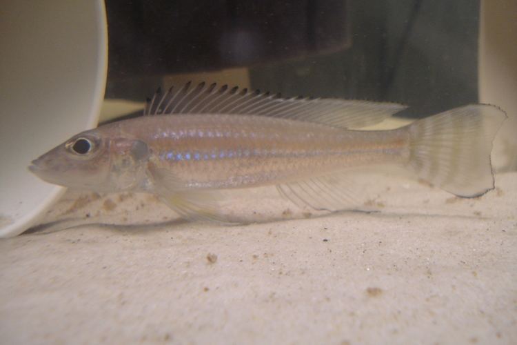 Reganochromis calliurus cichlidscom Reganochromis calliurus