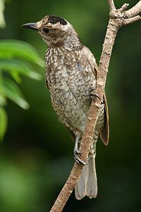 Regent bowerbird httpsuploadwikimediaorgwikipediacommonsthu