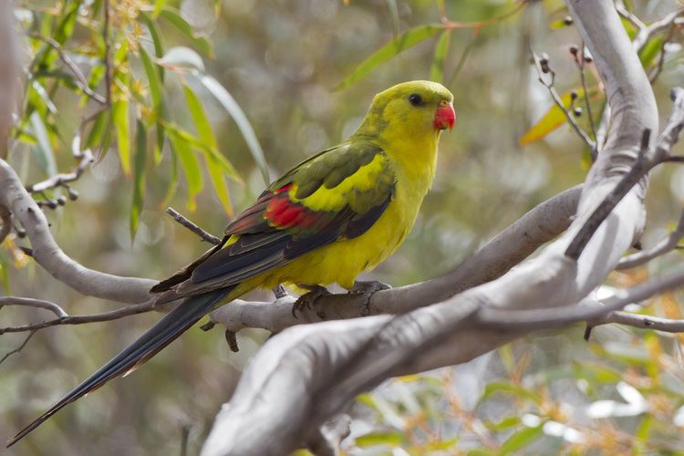 Regent parrot - Alchetron, The Free Social Encyclopedia