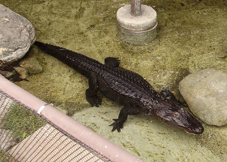 Reggie (alligator)