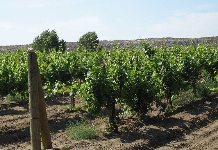 Regional climate levels in viticulture