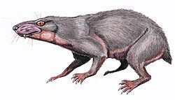 Regisaurus httpsuploadwikimediaorgwikipediacommonsthu
