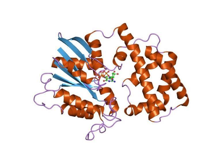Regulator of G protein signaling