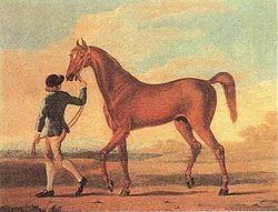 Regulus (horse) httpsuploadwikimediaorgwikipediacommonsthu