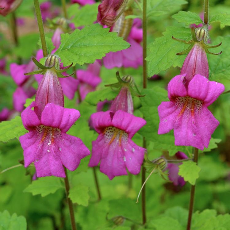 Rehmannia Rehmannia Glutinosa Root Vitamin Advisor Weil Vitamin Advisor