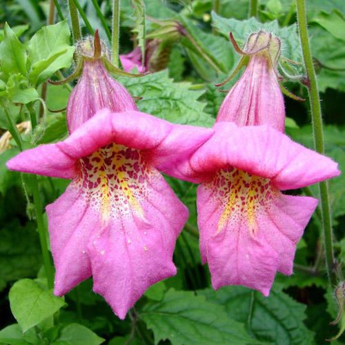 Rehmannia REHMANNIA ELATA SEEDS Chinese Foxglove