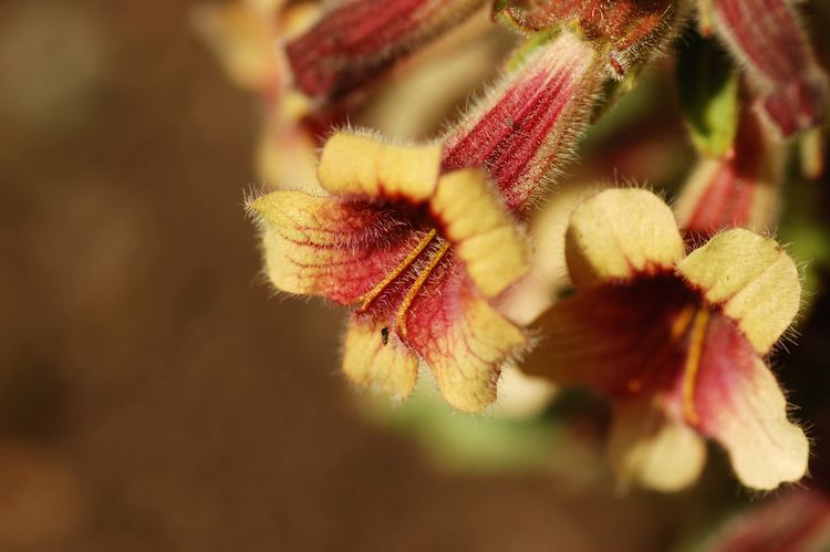 Rehmannia Rehmannia An Adrenal Tonic Herb of the Highest Order Longevity