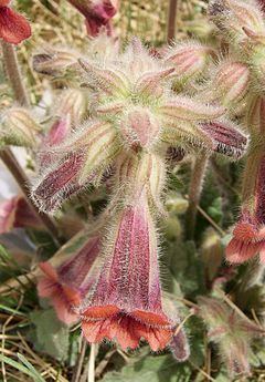 Rehmannia glutinosa httpsuploadwikimediaorgwikipediacommonsthu