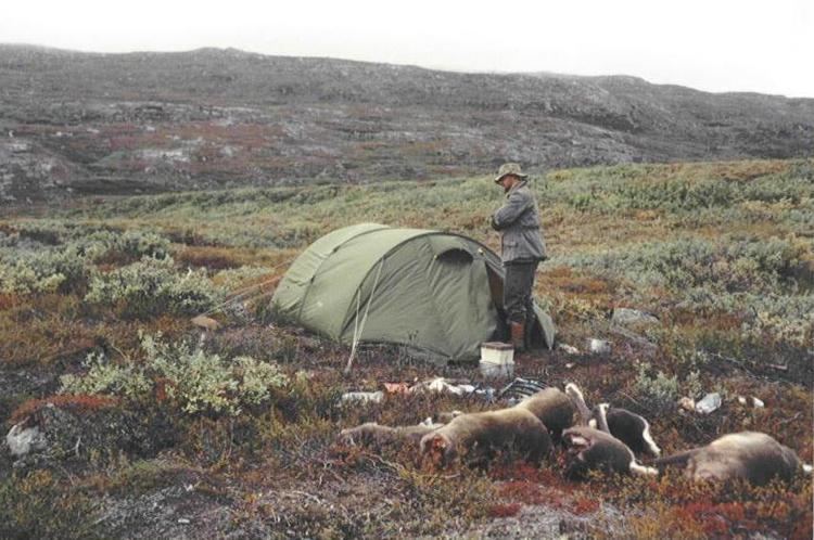 Reindeer hunting in Greenland