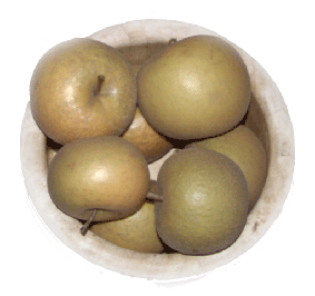 Reinette Reinette Russet Released apples apple rootstocks and ornamental